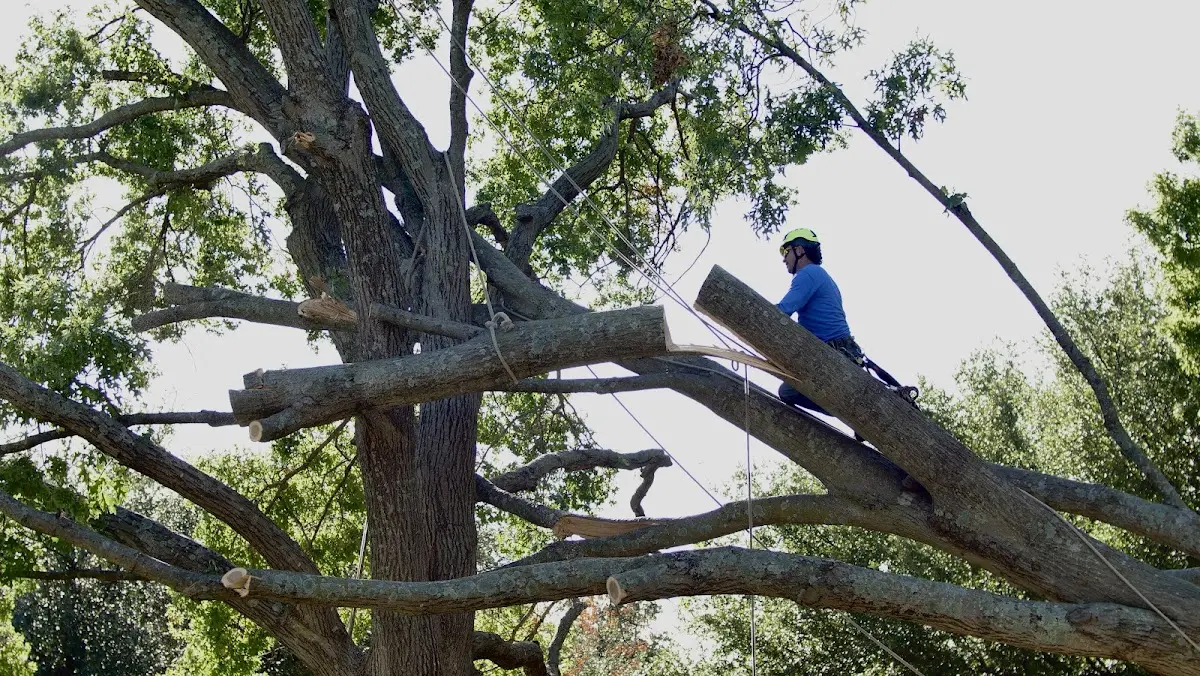 Professional Crown Thinning performed by certified arborists in Turon