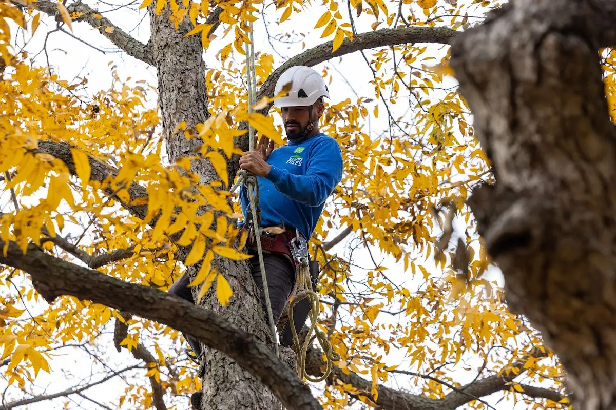 Skilled Storm Damage Cleanup crew working in Turon