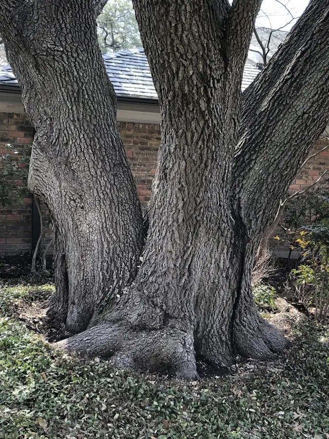 Mature heritage tree close to a Turon property cared for by certified arborists